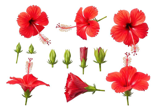 Collection of vibrant red hibiscus flowers and green buds on stems