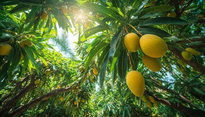 Ripe mangoes on tree in sunny orchard