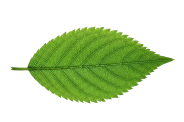 Vibrant green leaf showing intricate venation details, cut out, stock png, isolated on transparent background