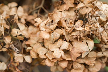 Dried Brown Hydrangea Flowers Background. Seasonal Garden Maintenance. Using Dried Flowers for Craft Projects, Spray Painting.