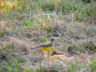 Closeup Western Yellow Wagtail bird sparrow