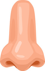 Human nose anatomy organ for sense of smell