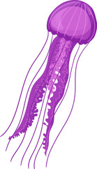 Purple jellyfish swimming vector illustration on white background