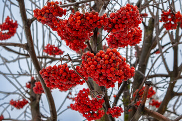 Close-up of Red Rowan Berries Cluster on White Winter Background