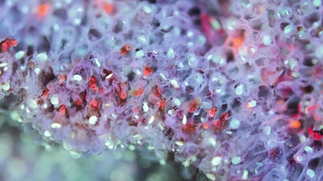 Colony of bryozoans under a microscope. Sometimes they are called Ectoprocta. Sea of Okhotsk. Under ultraviolet light.