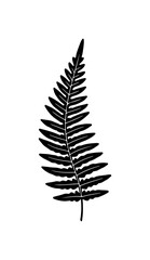 Elegant fern frond illustration for nature-inspired designs and botanical themes