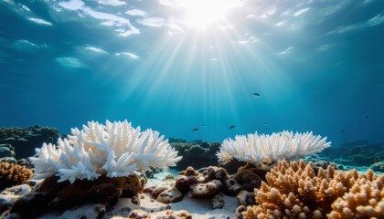 Fototapeta premium Underwater view of bleached and healthy coral reefs with sunlight piercing through the ocean surface.