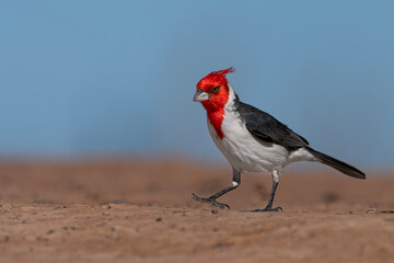 Cardenal copete rojo ave sudamerica