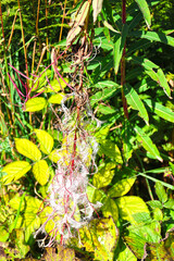 Flowered Epilobium angustifolium L. with developing seeds, High Tatras, Slovakia.