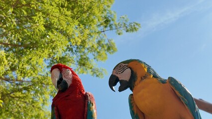 Two macaws red and blue yellow perched outdoors in Al Ain, UAE,