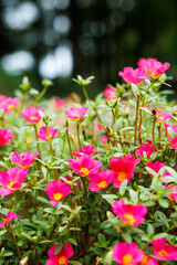 ポーチュラカが咲き広がるピンクの花畑