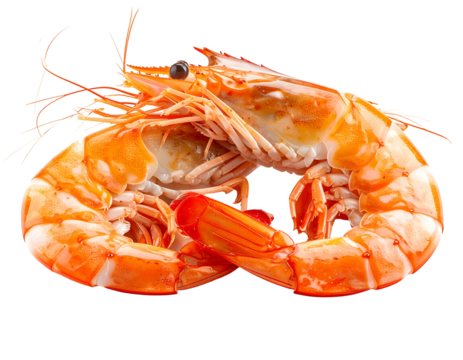 A pair of cooked orange shrimp intertwined on a black background