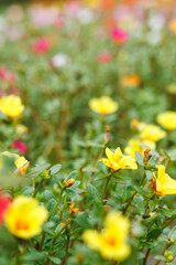 色とりどりのポーチュラカの花畑