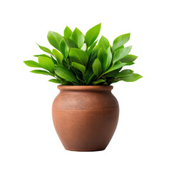 Lush green plant in terracotta pot with leafy foliage