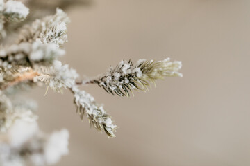 Frosted Evergreen Branch with Winter Snow Texture