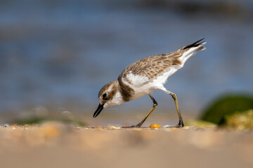Greater Sand Plover, Charadrius leschenaultii, Sur, Oman