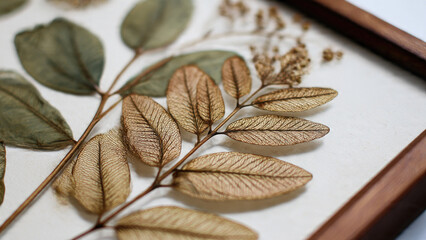 A close-up of framed botanical art features delicate skeletal leaves with intricate vein patterns. Preserved green foliage adds contrast.