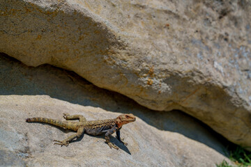 Lizard basking on warm sunlit rocky ledge