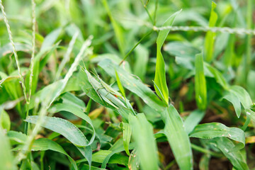 Obraz premium 草むらに擬態するカマキリのクローズアップ