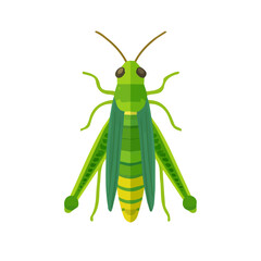 Attractive design, Simple illustration with EPS format design of a grasshopper isolated on white and transparent background, Clipart set, Minimalist illustration