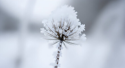 Delicate frost covered wildflower seed head stands starkly against a softly blurred winter background