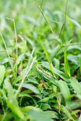 草むらに擬態するカマキリのクローズアップ