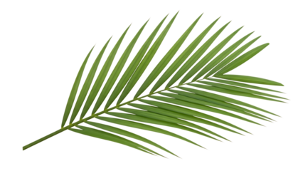 Single green palm frond with sharp pointed leaves against a, cutout, PNG isolated on transparent background