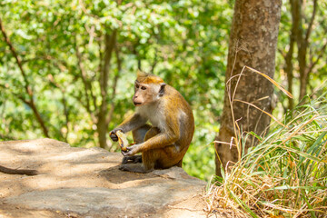 A monkey sits in the jungle and eats a banana. A wildlife scene with wild animals.