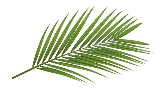 Single green palm frond with sharp pointed leaves against a, cutout, PNG isolated on transparent background