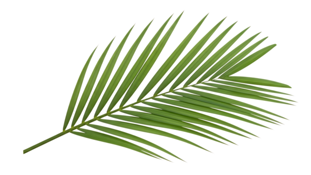 Single green palm frond with sharp pointed leaves against a, cutout, PNG isolated on transparent background - Powered by Adobe
