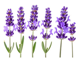 Naklejka premium Several purple lavender flowers and green leaves on black background