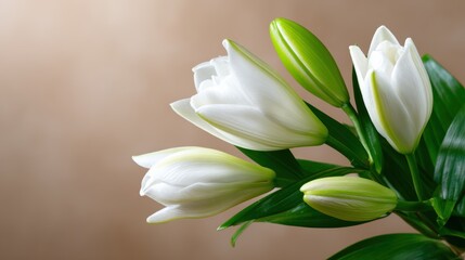 Fototapeta premium A stunning arrangement of white lilies showcasing their delicate petals and vibrant green buds, representing beauty, purity, and the wonders of nature in floral photography.