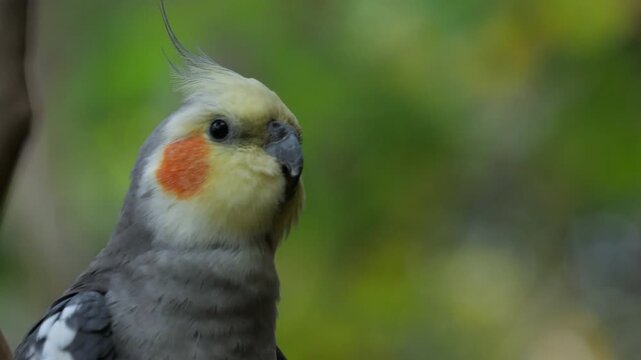 Portrait of the cockatiel looking around.