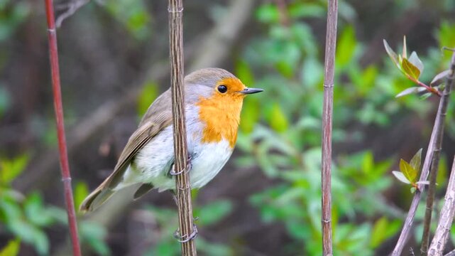 The European robin perching on a twig.