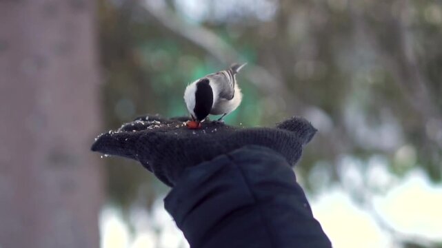 Titmouse feeding from persons gloved hand.