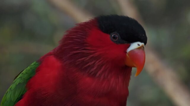 Portrait of The purple-bellied lory perching on a branch.