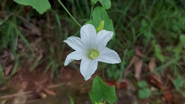 Coccinia grandis, the ivy gourd, also known as scarlet gourd flower. White coccinia grandis flower in nature garden.