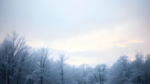 The snowy forest trees are piled up with snow. Winter image scenery눈내리고잇는 숲속 나무들이 눈이 쌓여잇다 겨울이미지 풍경
