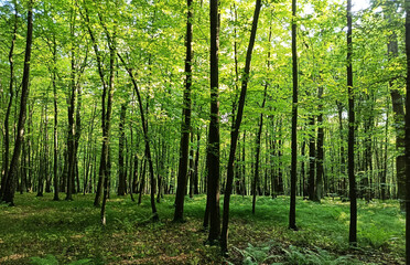 Spring deciduous forest. Late spring with bright green young leaves. Horizontal photo of dense stands.