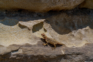 Small lizard resting on layered sunlit rock wall