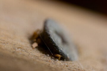 Macro photograph of a screw in wood.