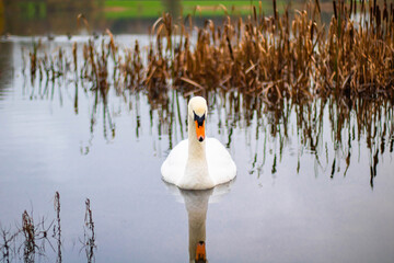 A swan swims in an autumn pond, looking at the camera