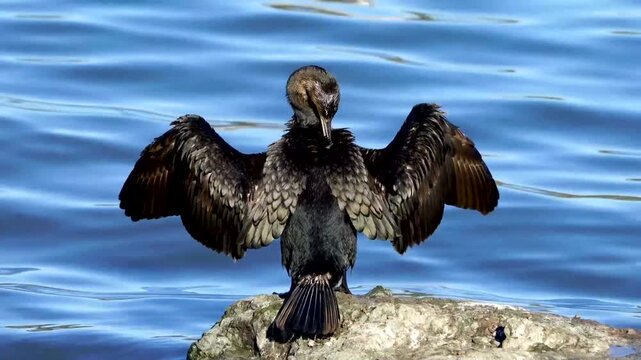 Cormorant perching on a rock by a water and preening