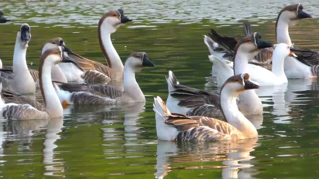 Flock of Chinese geese swimming in water