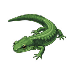salamander vector with white background
