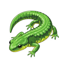salamander vector with white background