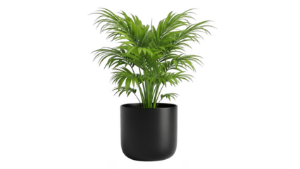 Lush green palm plant in a modern black pot isolated on black