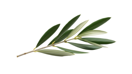 Olive branch, with green leaves and light brown stem, isolated on white or transparent background. PNG