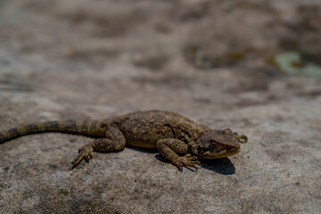 Brown lizard resting on sunlit stone