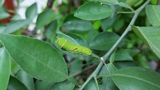 Caterpillars or worms on lime leaves in the garden